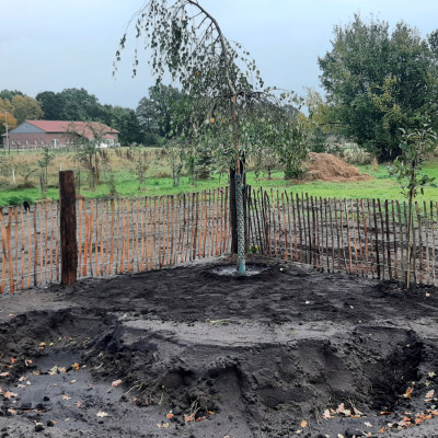 Trauerbirke gepflanzt, Sandkiste ausgekoffert